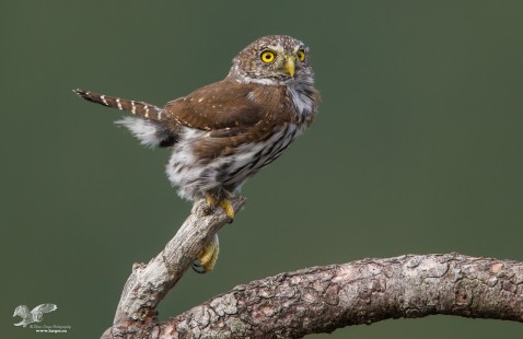 Did You Whistle? (Northern Pygmy Owl)