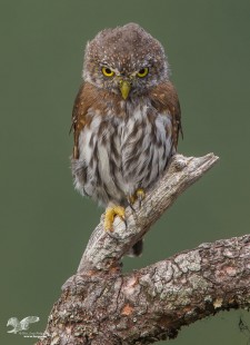 Hey! You're Not My Mother (Northern Pygmy Owl)