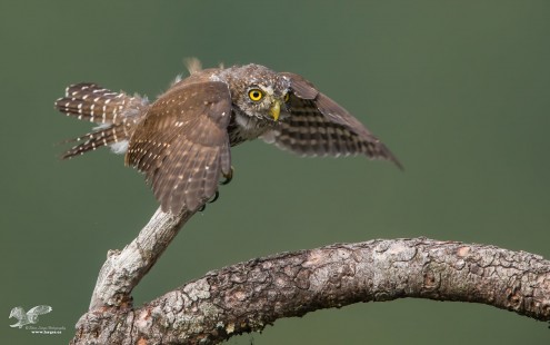 Hop Scotch (Northern Pygmy Owl)