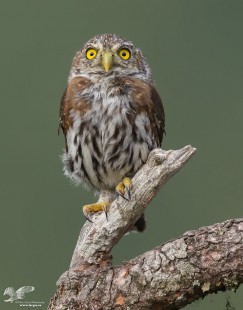 Owl In The Headlights (Northern Pygmy Owl)