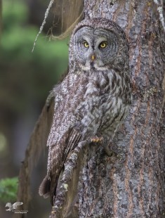 Hiding In Plain Sight (Great Grey Owl)