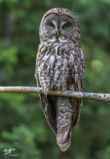 Momma Is Watching (Great Grey Owl)