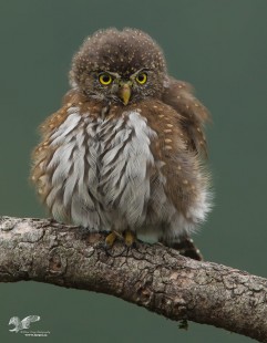 Poofy Pygmy (Northern Pygmy Owl)