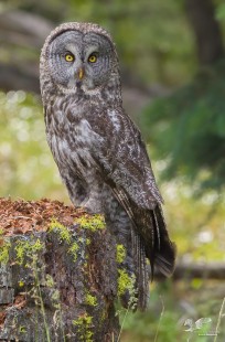 Totally Stumped (Great Grey Owl)