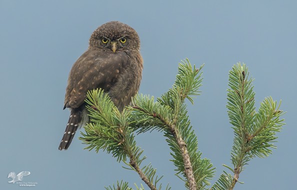 Bird of a Different Color (Northern Pygmy Owl)