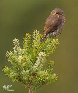 Out on a Limb... Again (Northern Pygmy Owl)