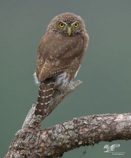 Today's Close Up (Northern Pygmy Owl)