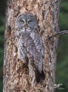 Trying To Blend In (Great Grey Owl)