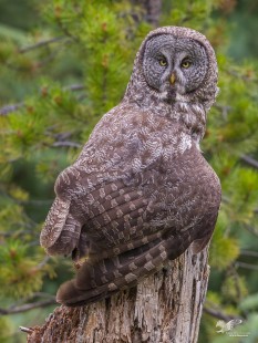 Pausing For a Breather (Great Grey Owl)