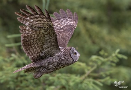 Up and Away (Great Grey Owl)