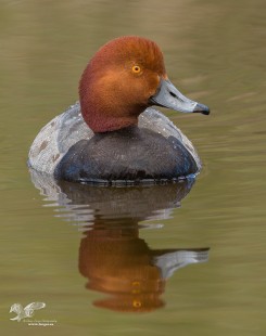 Python Lake Redhead (Redhead Duck)