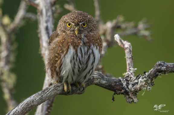 Favorite Perch (Northern Pygmy Owl)