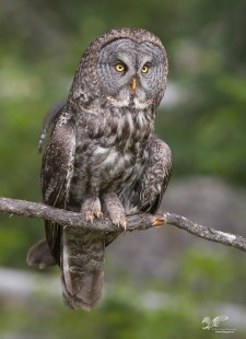 Hunting Low Down (Great Grey Owl)