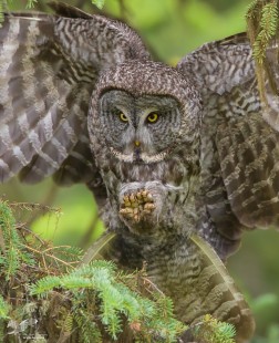 Extremely Talon-ted (Great Grey Owl)