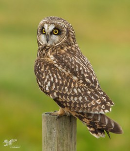 Thinking of Shorty Again (Short-Eared Owl)