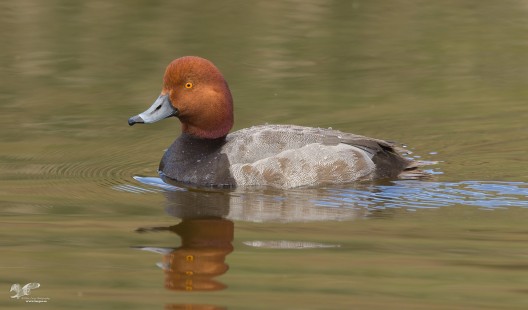Full Body Up Close (Redhead Duck)