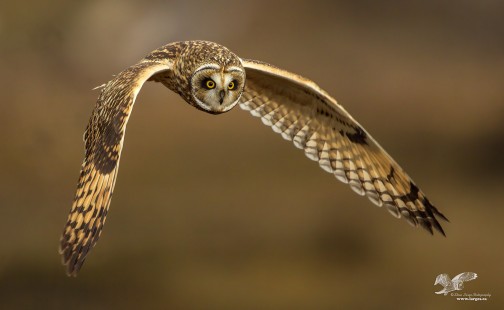 Shortie Flight Shot (Short-Eared Owl)