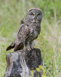 Burnt Out (Great Grey Owl)