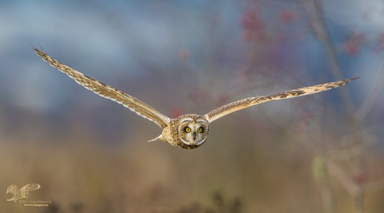 Close fly Past (Short-Eared Owl)