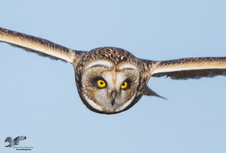 Extreme Close Encounter (Short-Eared Owl)