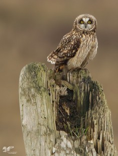 Boundary Bay Sentinel (Short-Eared Owl)