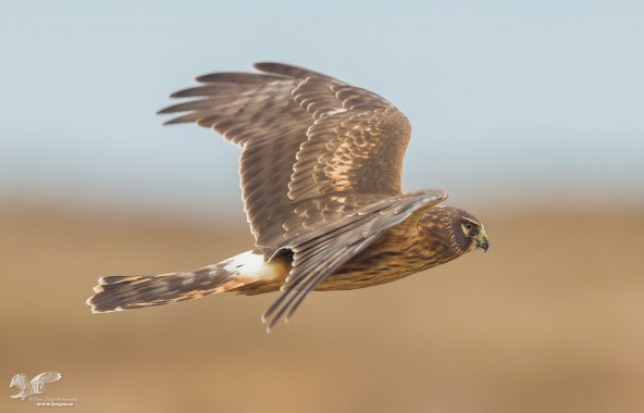 Making Another Pass (Northern Harrier)