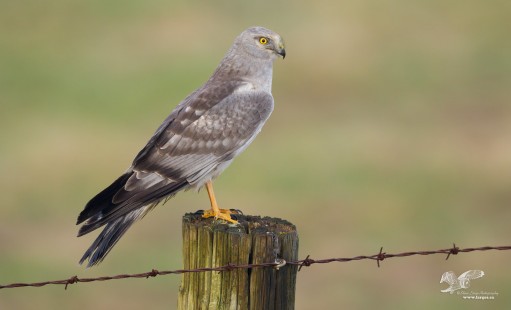 Ghost on a Post (Northern Harrier)