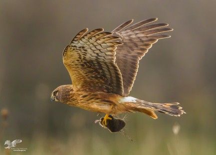 A Bit of Salad With Lunch (Northern Harrier)