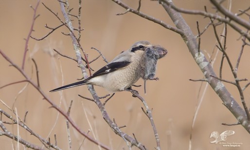 Quite The Mouth Full ( Northern Shrike)