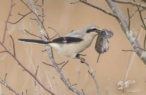 Real Mouth Full #2 (Northern Shrike)