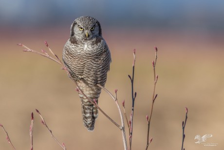 Evening Shoot (Northern Hawk Owl)