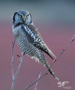 Owl Pastel (Northern Hawk Owl)