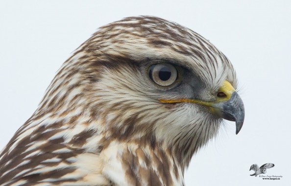 A Time To Remember (Rough-Legged Hawk)