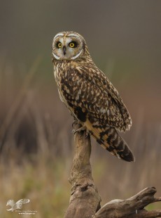 Shortie On A Snag ( Short-Eared Owl)