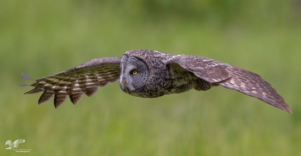Great Grey Glide (Great Grey Owl)