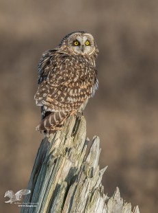 Sunny Day At Boundary Bay (Short-Eared Owl)