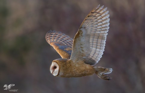 Barney With Wings Up (Barn Owl)