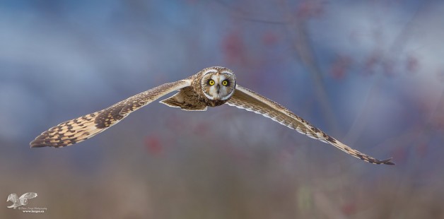 Coming Straight At Me (Short-Eared Owl)