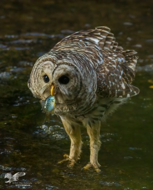 When voles are not available I like to eat fish (Barred Owl). Nanaimo B.C.