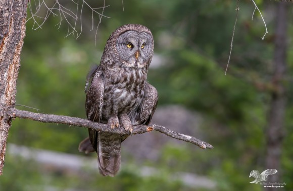 Watching From a Low Perch (Great Grey Owl)