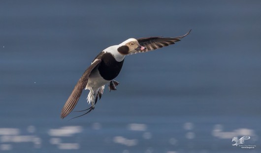 Coming In For a Landing (Long-Tailed Duck)