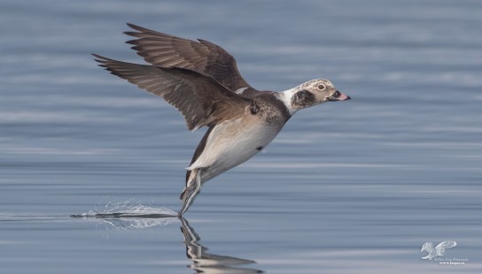 Toe Dragger (Long-Tailed Duck)