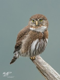 Better Focus? (Northern Pygmy Owl)