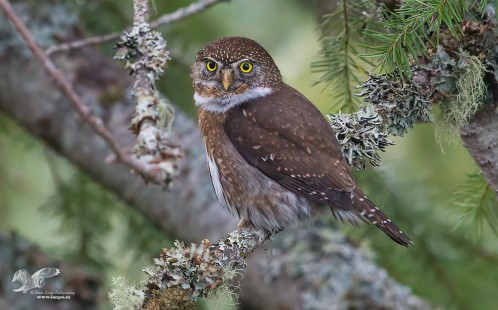 Interesting Perch (Northern Pygmy Owl)