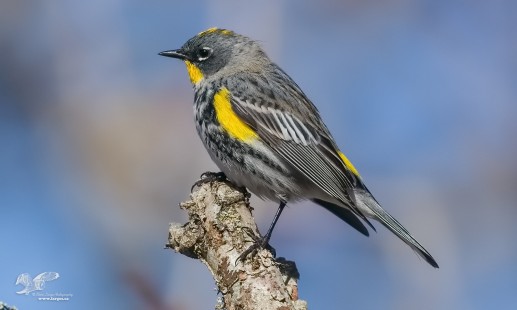 First of the Season (Audubon's Yellow Rump Warbler)