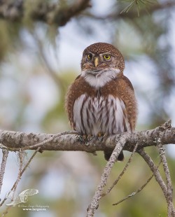 Tooter in The Trees (Northern Pygmy Owl)