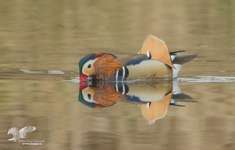 Interesting Reflection (Mandarin Duck)