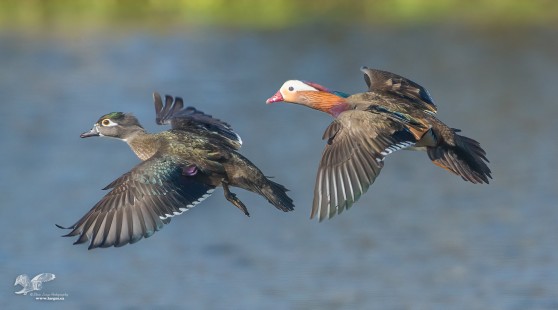 Mandarin In Flight (Mandarin Duck)
