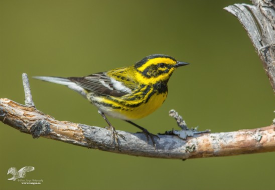 First Of The Season (Townsend's Warbler)