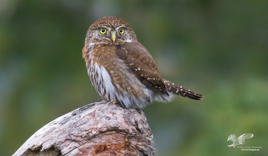 Another Visit (Northern Pygmy Owl)